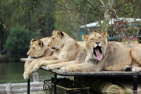 Lions (Safari park, Beekse Bergen, the Netherlands)